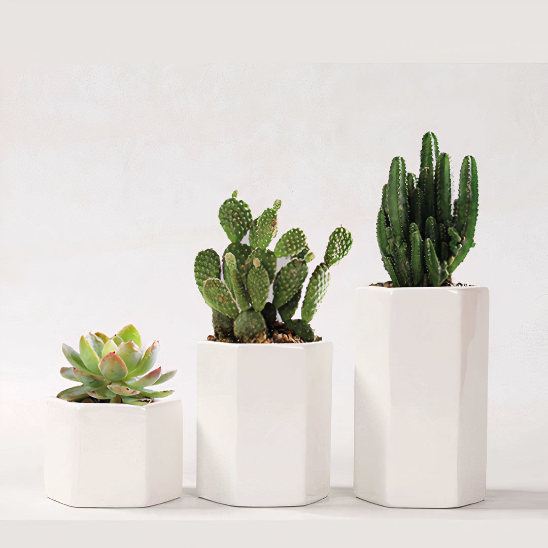 Jasmin Ceramic Pot Planter