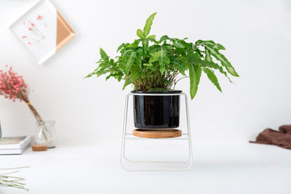 Geometric Ceramic Planter Set with Bamboo Stand and Iron Frame